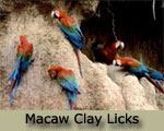 macaw clay licks